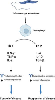 The immune response in canine and human leishmaniasis and how this influences the diagnosis- a review and assessment of recent research